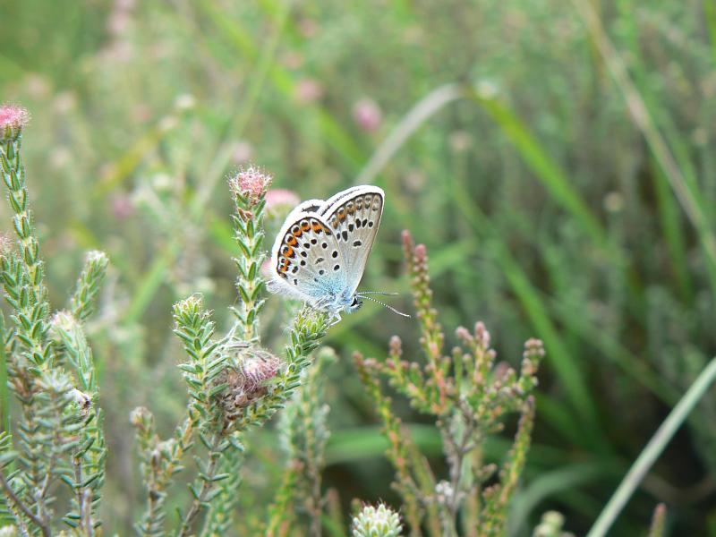 9 Common blue.JPG